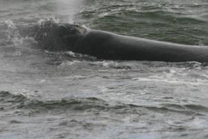 Lavender Manor Guest Lodge