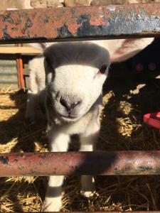 Brooksides Byre Durham Country Cottage