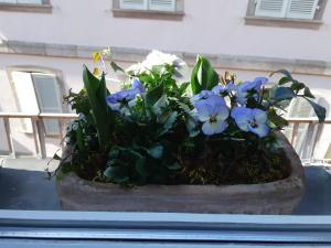 Appartements Margot - hyper centre Colmar : photos des chambres