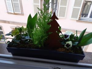 Appartements Margot - hyper centre Colmar : photos des chambres