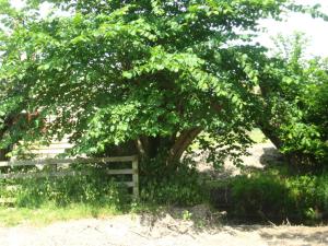 Walford Court