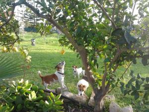 Agrib&B Lemontree GardeN