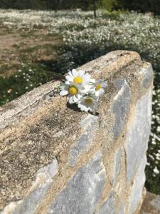 GIKA'S HILL STONE HOUSE Messinia Greece