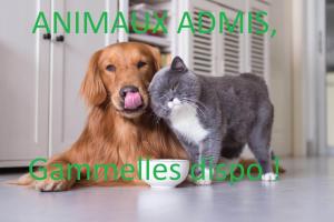 Appartements Calme en centre ville Appartement , spacieux et renove a 50m de la Place Carnot : photos des chambres