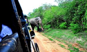 Jayasinghe Holiday Resort