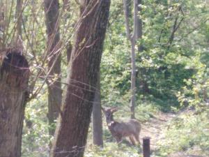 Privát U čápů v Beskydech