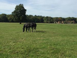 haras du Vignault Le Bûcher