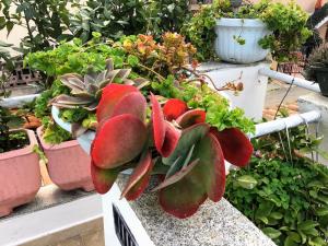 A due passi olbia img60