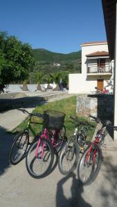 Nautilus Skopelos Greece