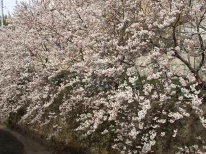 Kyoto Narutaki Keisenso