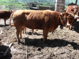 Agriturismo Sa Tanca Noa img48