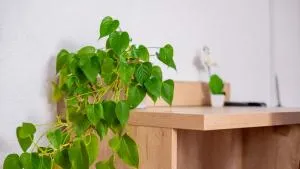 克劳兹酒店 - Heubach