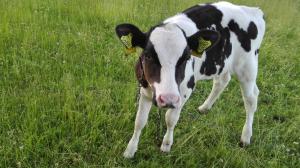 Agroturystyka Sominy Piotr