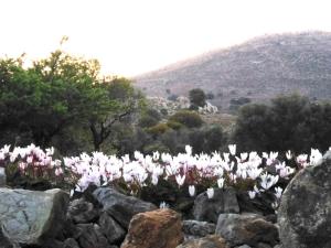 Tilos Island house Tílos Greece