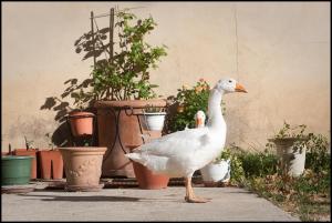 B&B / Chambres d'hotes La Fontaine : photos des chambres