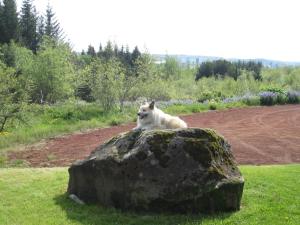 Úlfarsfellsvegur 20, 113 Rvk Birkihlid