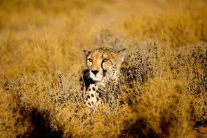 Inverdoorn Game Reserve Lodge - Lochlynne