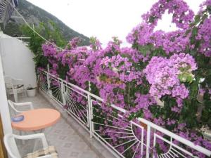 Apartment Graci - 20 m from pebble beach