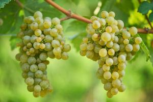 Weinhof - Gästehaus Maier