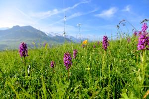 Hotels Hotel Alpen Roc : photos des chambres