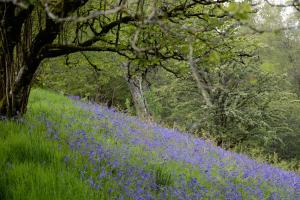 Snug Oak Hut with a view on a Welsh Hill Farm