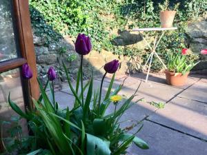 Secret Garden Cottage