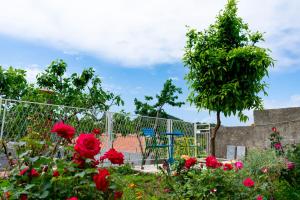 Dino and Jele Apartments