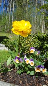 Ferienhaus Saxenauer