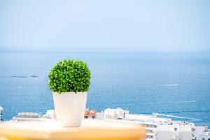 Windsor Panoramic Las Americas