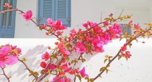 Yiannis Studios Paros Greece