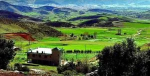 Le Chêne d´Azrou - Arrougou