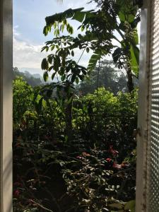 Sinharaja Tranquil Homestay