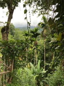 Sinharaja Tranquil Homestay
