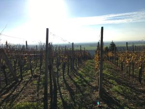 Pri konjskem pajdašu