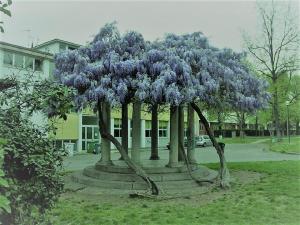 Studio Luna Apartments