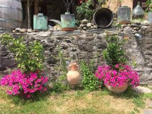 Casa immersa nel vigneto