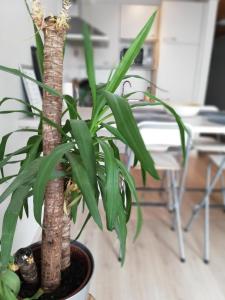 appartement oostende vlak bij zee