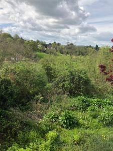 The Cherry Tree Gypsy Wagon