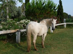 B&B / Chambres d'hotes Bergerie d'Alivon en Camargue : photos des chambres