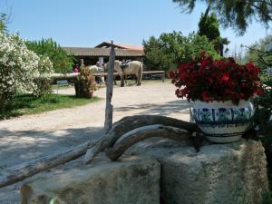 B&B / Chambres d'hotes Bergerie d'Alivon en Camargue : photos des chambres