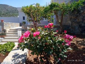 Kavousanos Apartments Lasithi Greece