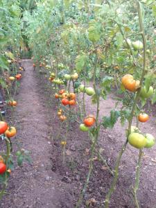 Sun Garden Apart Hotel