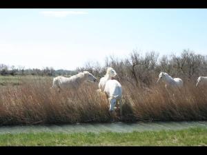 Hotels Hotel Le Neptune en Camargue : photos des chambres