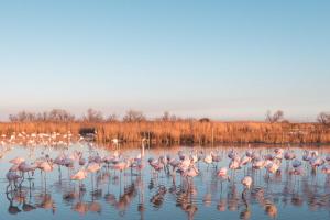 Hotels Hotel Le Neptune en Camargue : photos des chambres