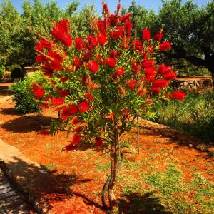 Mouses Apartments-Kardamyli Messinia Greece