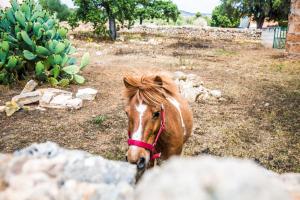Finca Agroturismo Sa Cova den Borino