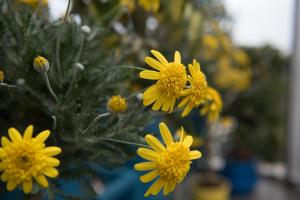 Dandy On The Beach, Kallikrateia-Chalkidiki Halkidiki Greece