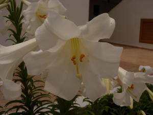 Maria Apartments Rhodes Greece