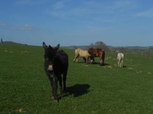 B&B / Chambres d'hotes La Ferme des 3 Suissesses : photos des chambres