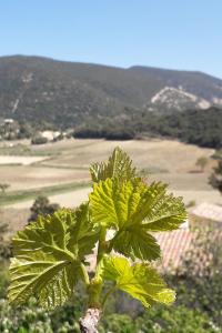 Appartements Eco gite dans les vignes : photos des chambres